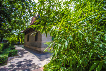 Fototapeta na wymiar Bambus vor einem Haus