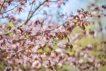 spring pink cherry tree blossoming branches