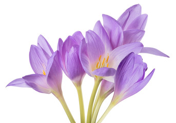 isolated light violet crocus six flowers bunch