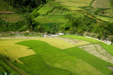 Rice fields on terraced of Mu Cang Chai, YenBai, Vietnam. Vietnam landscapes