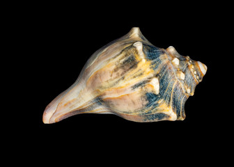 Knobbed Whelk seashell on black background.