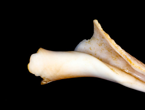Seashell fragment on black background.