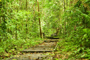 (Selective focus) Stunning view of a walkway that runs through the tropical rainforest of the Taman Negara National Park. Taman Negara National Park is the world's oldest rainforest. Malaysia.