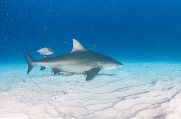 Fototapeta premium Bull shark at the Bahamas