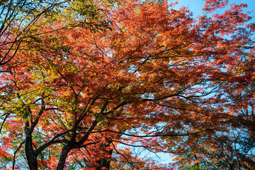 紅葉と青空