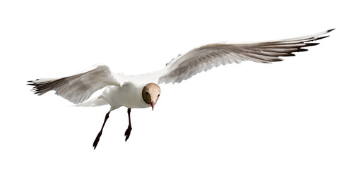 isolated flying black head gull photo
