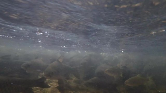 Soro brook carp or science name Neolissochilus stracheyi shoot under the water at Kiriwong village, Nakhon Sri thammarat, South of Thailand