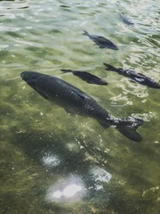 Fototapeta premium fish in the water