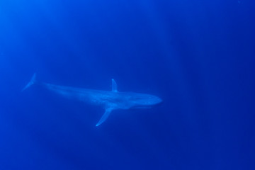 Obraz premium Blue Whale underwater