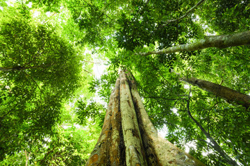(Selective focus) Stunning view of some tropical trees with beautiful green crowns inside the tropical rainforest of the Taman Negara National Park. Kuala Tahan, Pahang State, Malaysia.