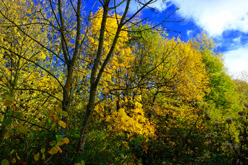 AUTOMNE LYONNAIS 1