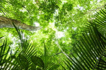 (Selective focus) Stunning view of some tropical trees with beautiful green crowns inside the tropical rainforest of the Taman Negara National Park. Kuala Tahan, Pahang State, Malaysia.