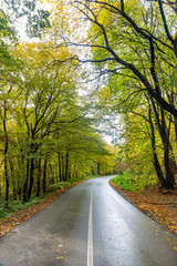 Fototapeta na wymiar Autumn Road Flanked by Brilliant Foliage in Fruska Gora, Serbia 