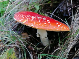 giftiger Fliegenpilz