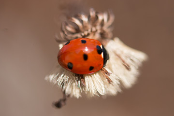 coccinelle rouge se baladant sur une fleur sèche blanche à poil, au soleil