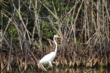 Egret hunting for food in the mangrove forest,mangrove forest background,egret Standing in the water