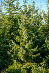 Plantations of growing green christmas tree firs in Netherlands