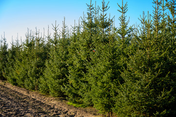 Fototapeta na wymiar Plantations of growing green christmas tree firs in Netherlands