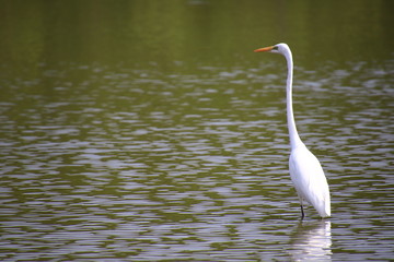 Egret Standing in the marsh in the mangrove forest,Egret Standing in the marsh