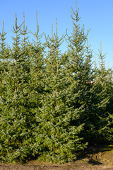 Fototapeta premium Plantations of growing green christmas tree firs in Netherlands