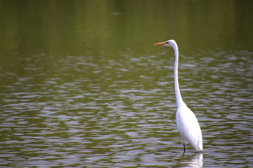 Obraz premium Egret Standing in the marsh in the mangrove forest,Egret Standing in the marsh