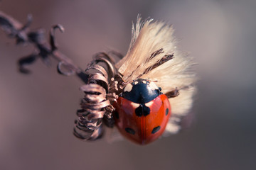 coccinelle rouge se baladant sur une fleur sèche blanche à poil, au soleil