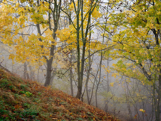 Obraz premium fog in the park of the city of Lviv, Ukraine