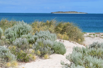 Landscape of empty sand dune with coastal vegetation against the Indian Ocean