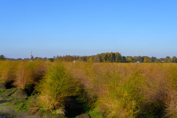 Growing cycle of white asparagus plants on farmer fields, autumn season in North Brabant, Netherlands