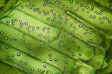 Microscopic preparation, tissue plant