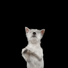 Cute West Highland White Terrier Dog Looking up and ask food on isolated black background