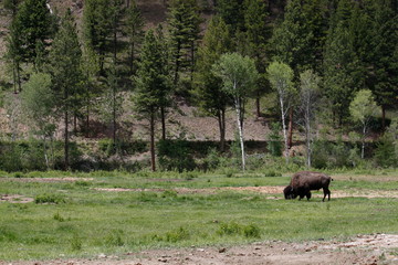 landscape bison