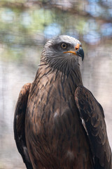 tête d'aigle marron et gris en gros plan vue de trois quart profil droit