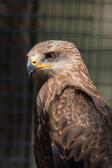 tête d'aigle marron en gros plan vue de trois quart profil