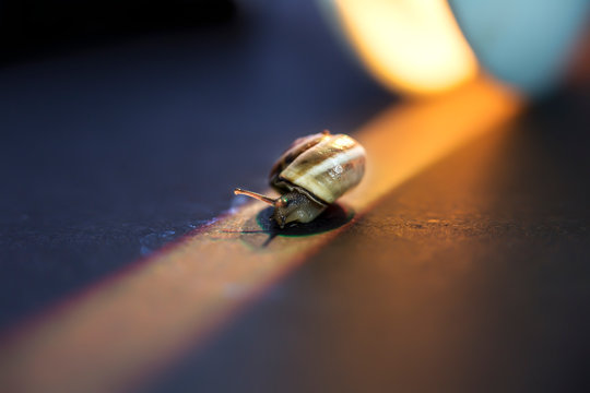 little snail on a green leaf,  close up shoot