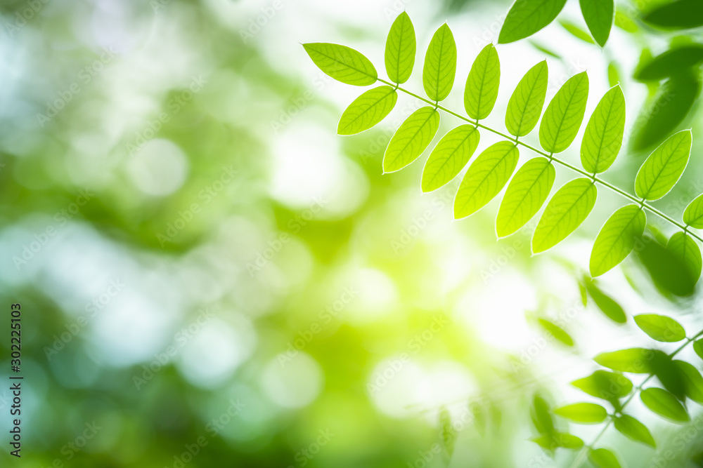 Wall mural green leaf for nature on blurred background with beautiful bokeh and copy space for text.