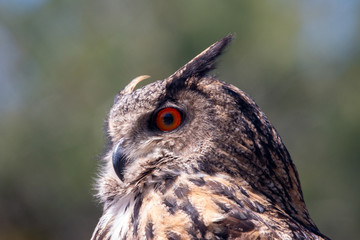 tête d'hibou en gros plan avec grand yeux oranges, vue de trois quarts