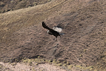 condor en vuelo