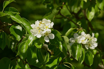 common pear flowers in april at sunny day, pyrus communis with white flowers in spring sun