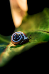 little snail on a green leaf,  close up shoot
