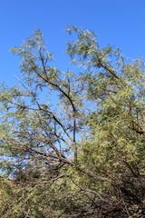 Commonly named Honey Mesquite, and botanically recognized as Prosopis Glandulosa, this native plant is found at Cottonwood Spring in the Colorado Desert section of Joshua Tree National Park.