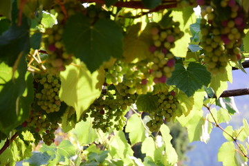 bunch of grapes on the vine