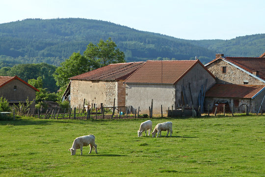 Vaches et veaux charolais au pr&egrave;s