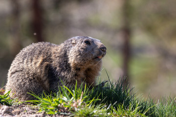 Naklejka na ściany i meble marmotte sur herbes vertes