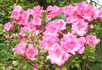 Azalée japonaise rose