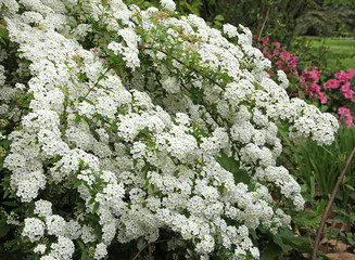 Spiraea vanhouttei	