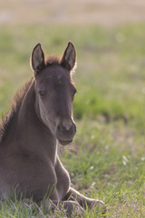 Wild Horse Foal in Spring in the Utah Desert
