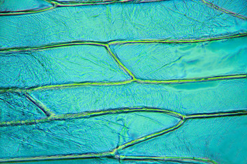 Microscopic preparation, tissue plant