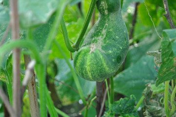cucumber on garden nature.Healthy fruit.