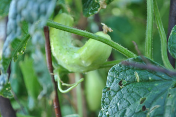 cucumber on garden nature.Healthy fruit.